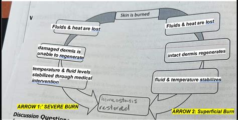 Burn Homeostasis Worksheet